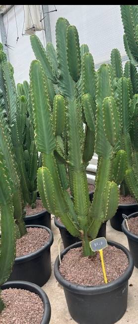 XXL Cactus/ Euphorbia Ingens – ↕190cm (h. incl. pot) – Ø57 cm