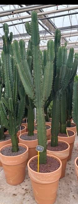 XXL Cactus / Euphorbia Ingens – ↕230cm (h. incl. pot) – Ø50cm