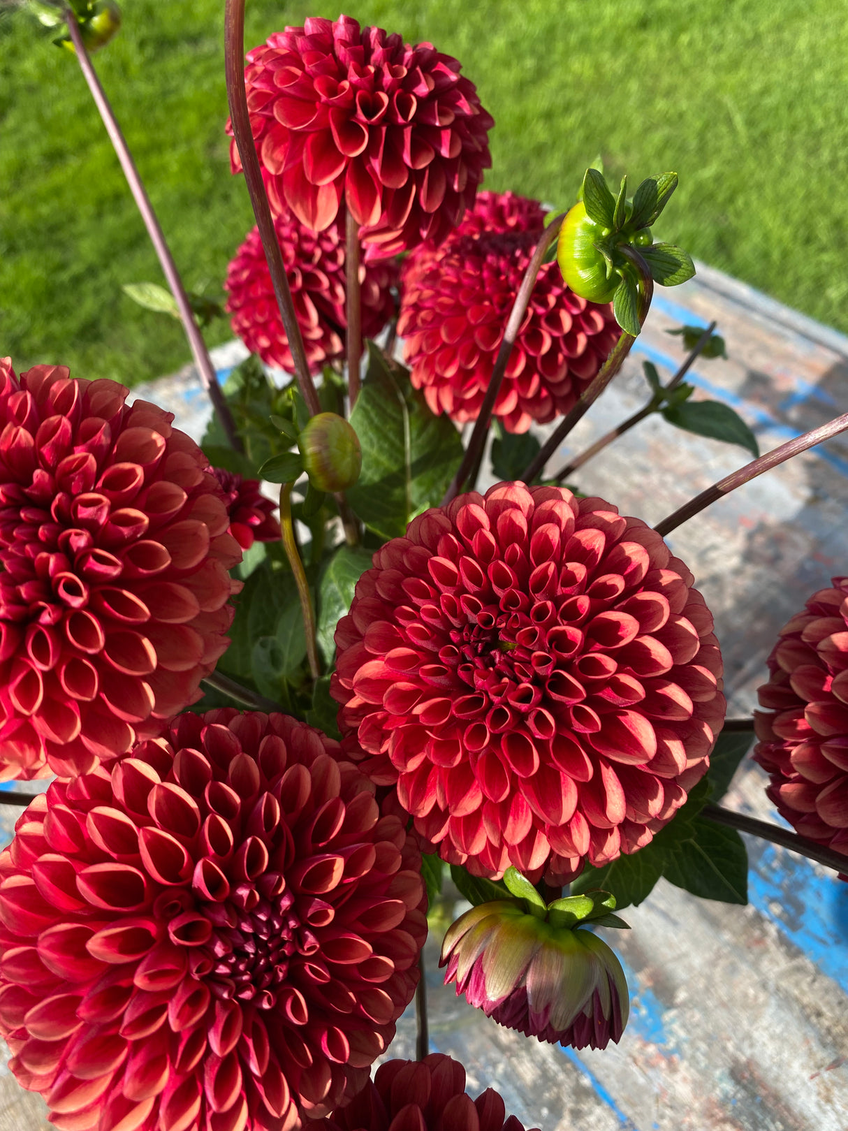 Red Dahlia