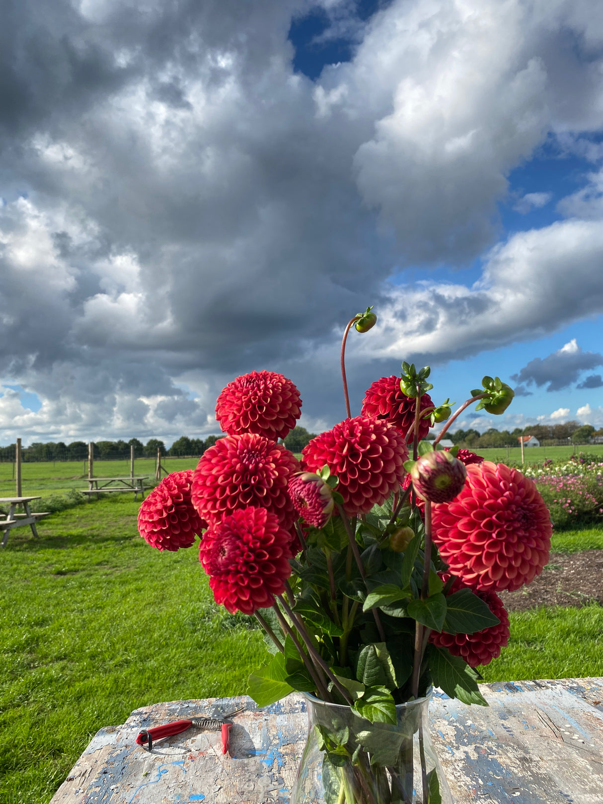 Red Dahlia