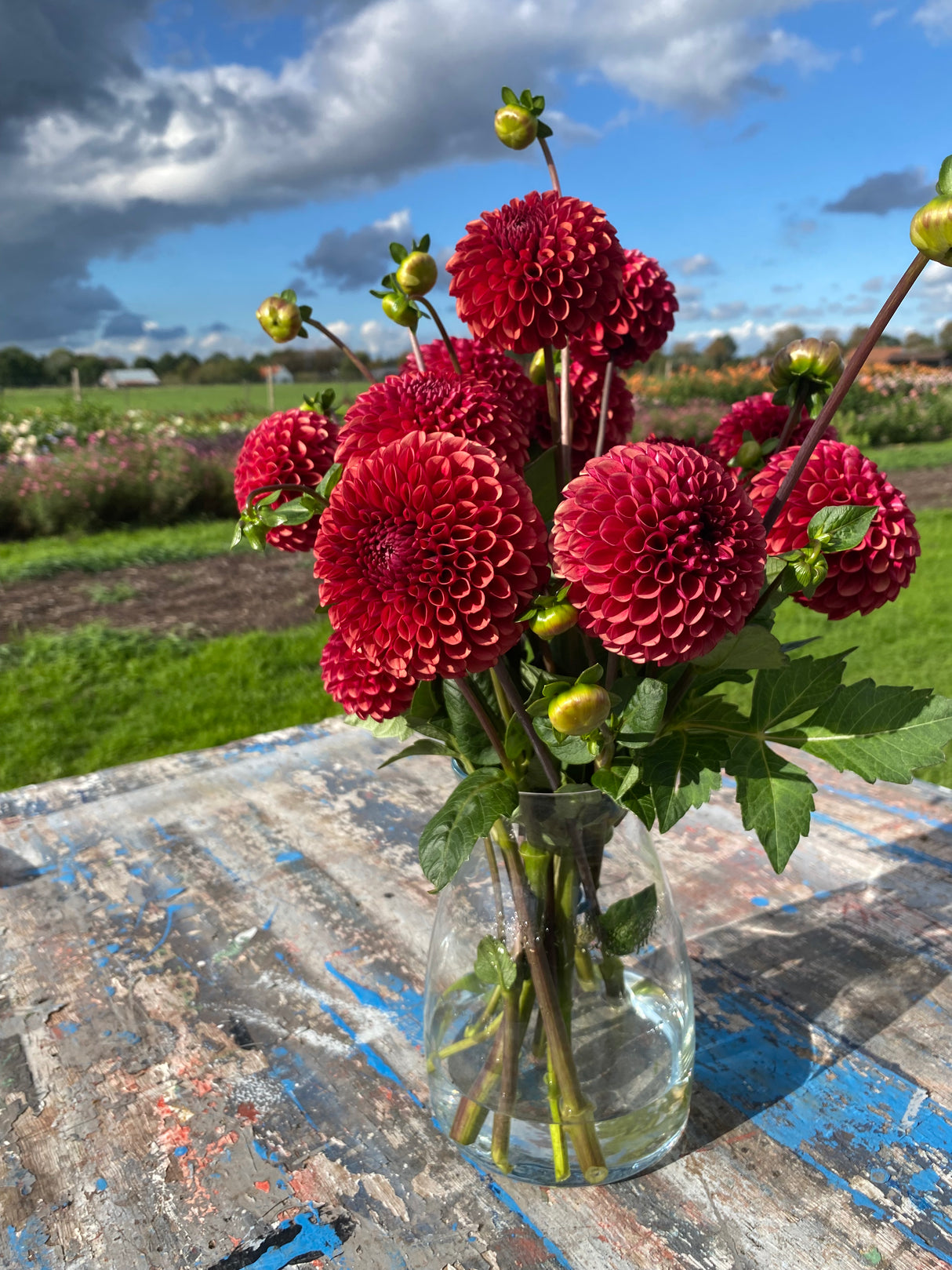 Red Dahlia