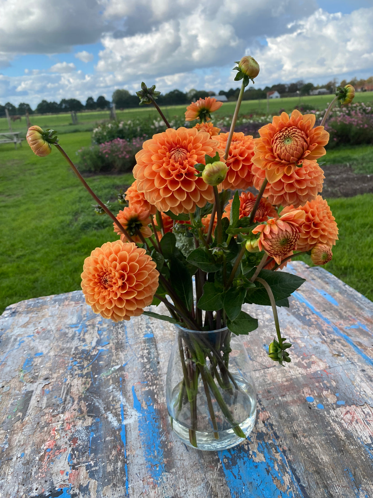 Orange Dahlia
