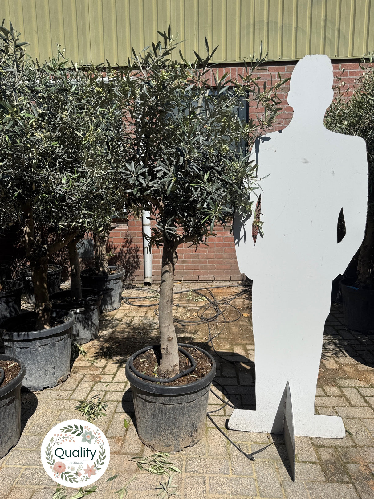 Olijfboom / Olea europaea - ↕160cm - Ø45cm - 20/30cm Stamomtrek