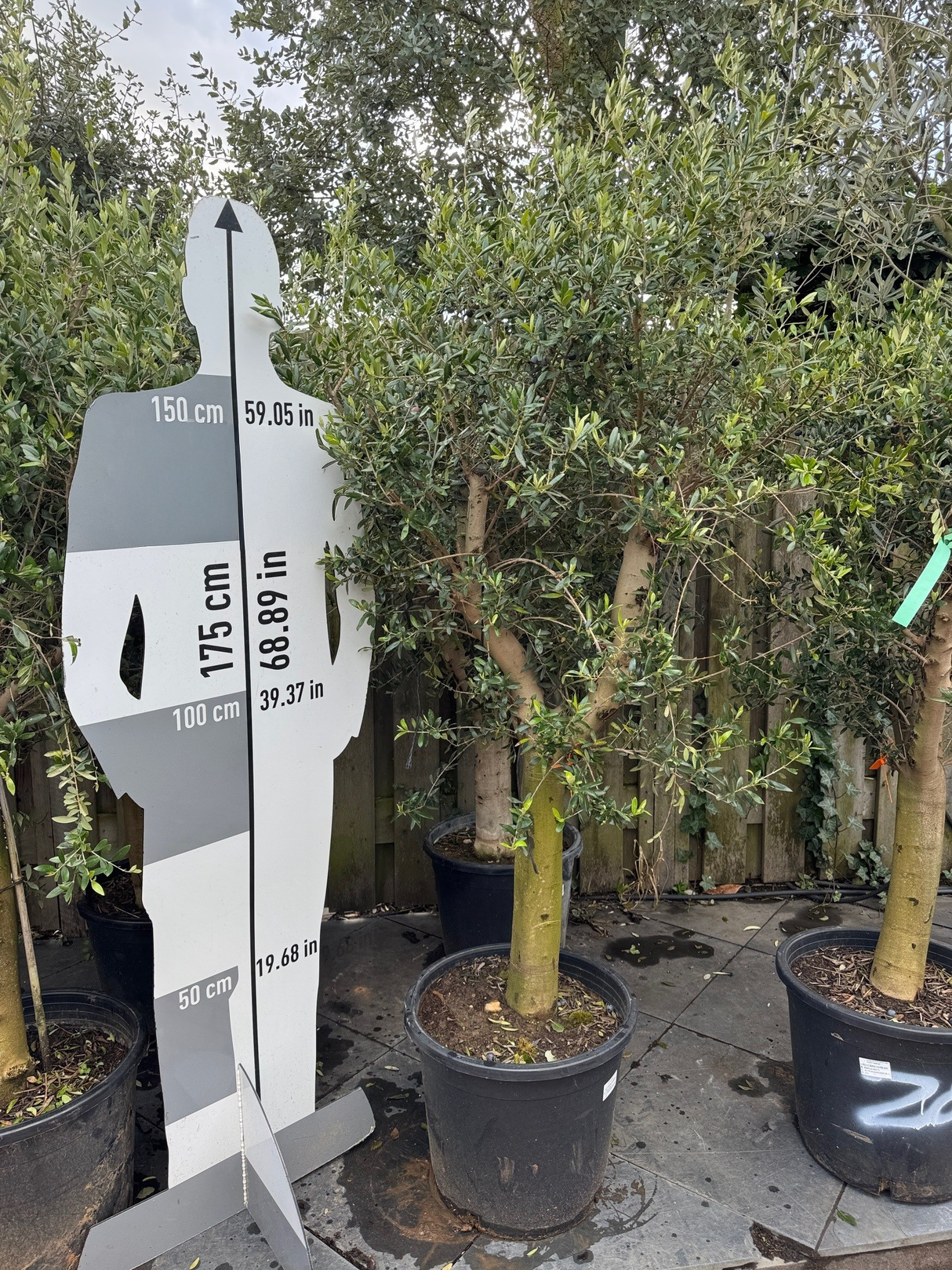 Olijfboom / Olea europaea - ↕160cm - Ø45cm - 20/30cm Stamomtrek