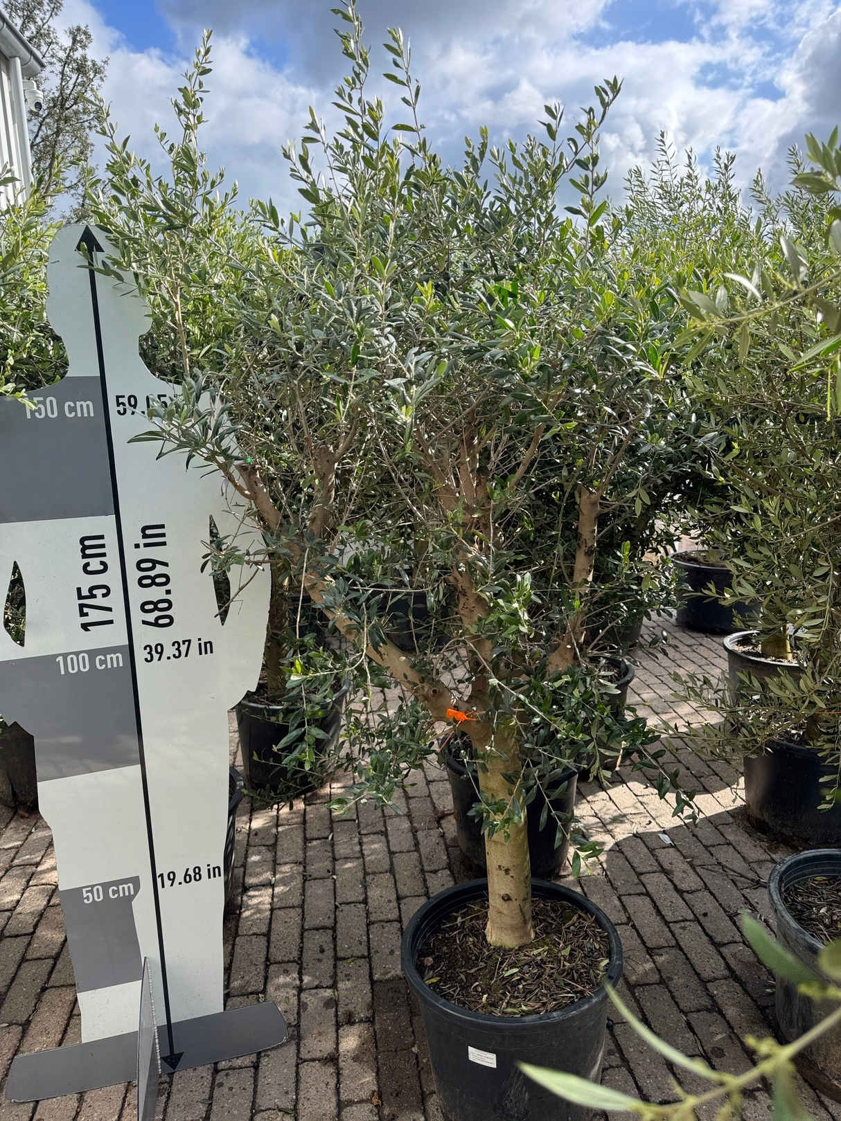 Olijfboom / Olea europaea - ↕160cm - Ø45cm - 20/30cm Stamomtrek