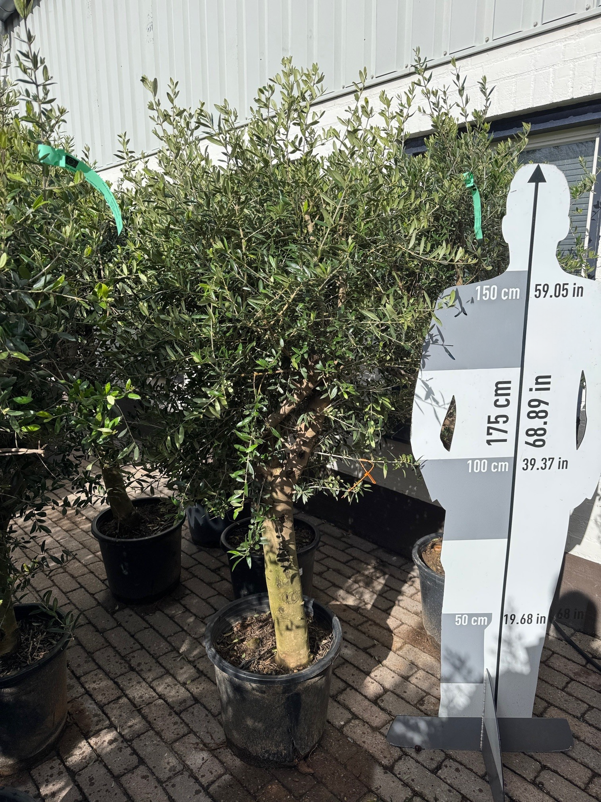 Olijfboom / Olea europaea - ↕160cm - Ø45cm - 20/30cm Stamomtrek