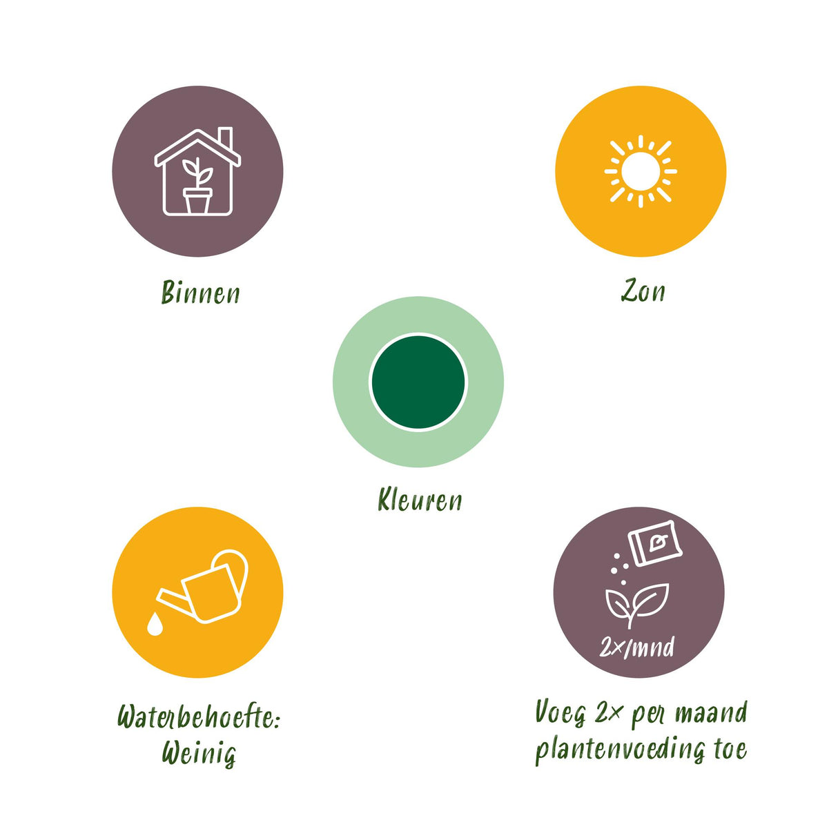 Green boutiQ - Kamerplant - Euphorbia eritrea - Afrikaanse melkboom - Weinig onderhoud - Groen - 2 - Pot 17cm - Hoogte 60cm