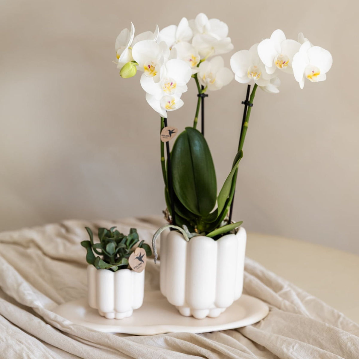 Kolibri Orchids | Paarse Phalaenopsis Orchidee - Mineral Morelia in Retro Sierpot Wit met Giftbox - Ø9 cm