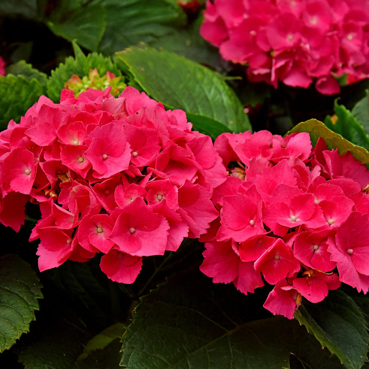 Hortensia / Hydrangea macrophylla Red - Bloem Rood - 1 Plant - Bladverliezend - Weinig Onderhoud - Pot 17cm Hoogte 30cm
