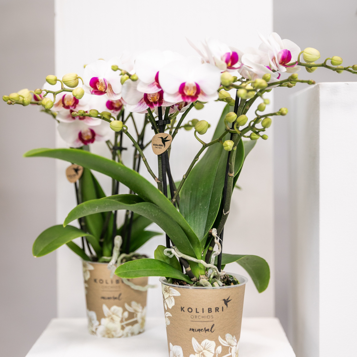 Kolibri Orchids | witte Phalaenopsis orchidee potmaat Ø9cm | Gibraltar | bloeiende kamerplant - vers van de kweker