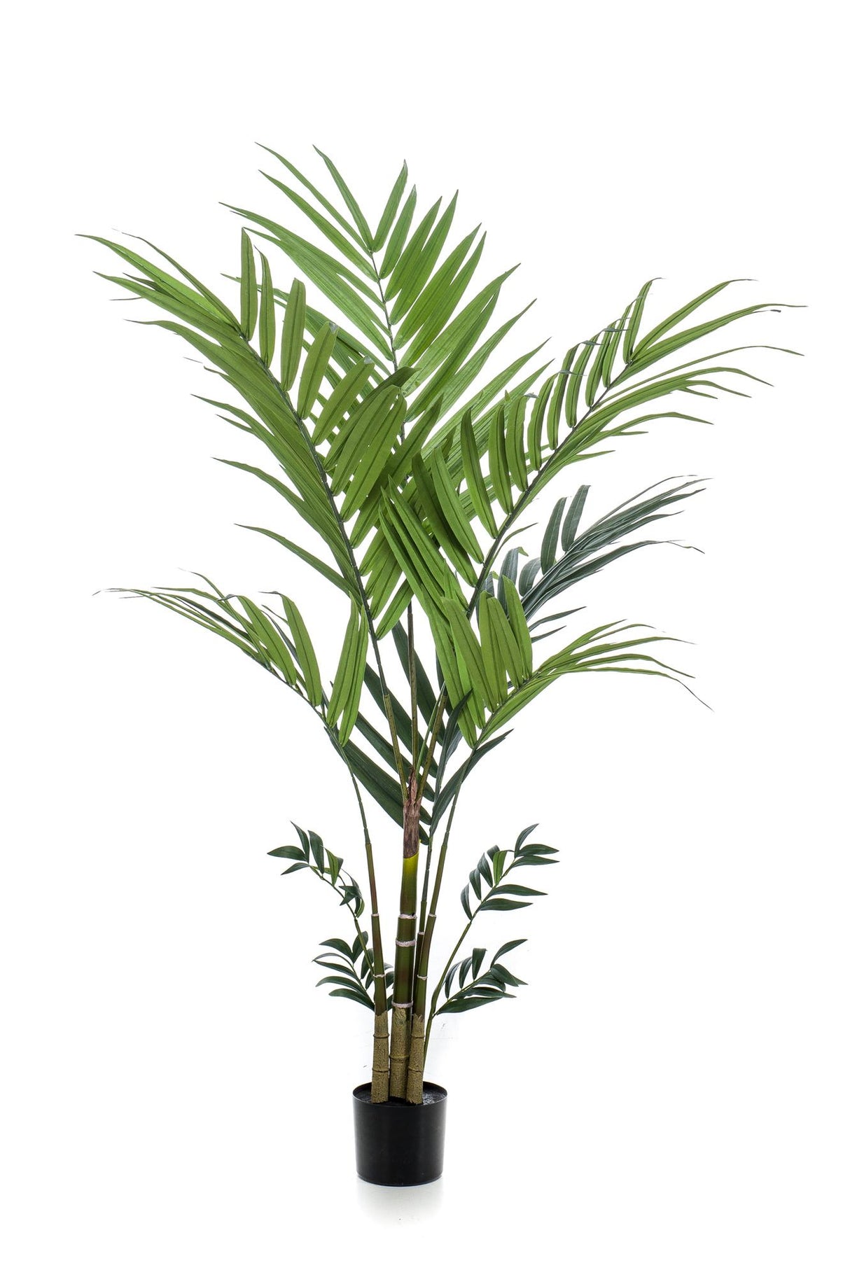 Kunstpflanze - Kentia - Kentiapalme - 180 cm