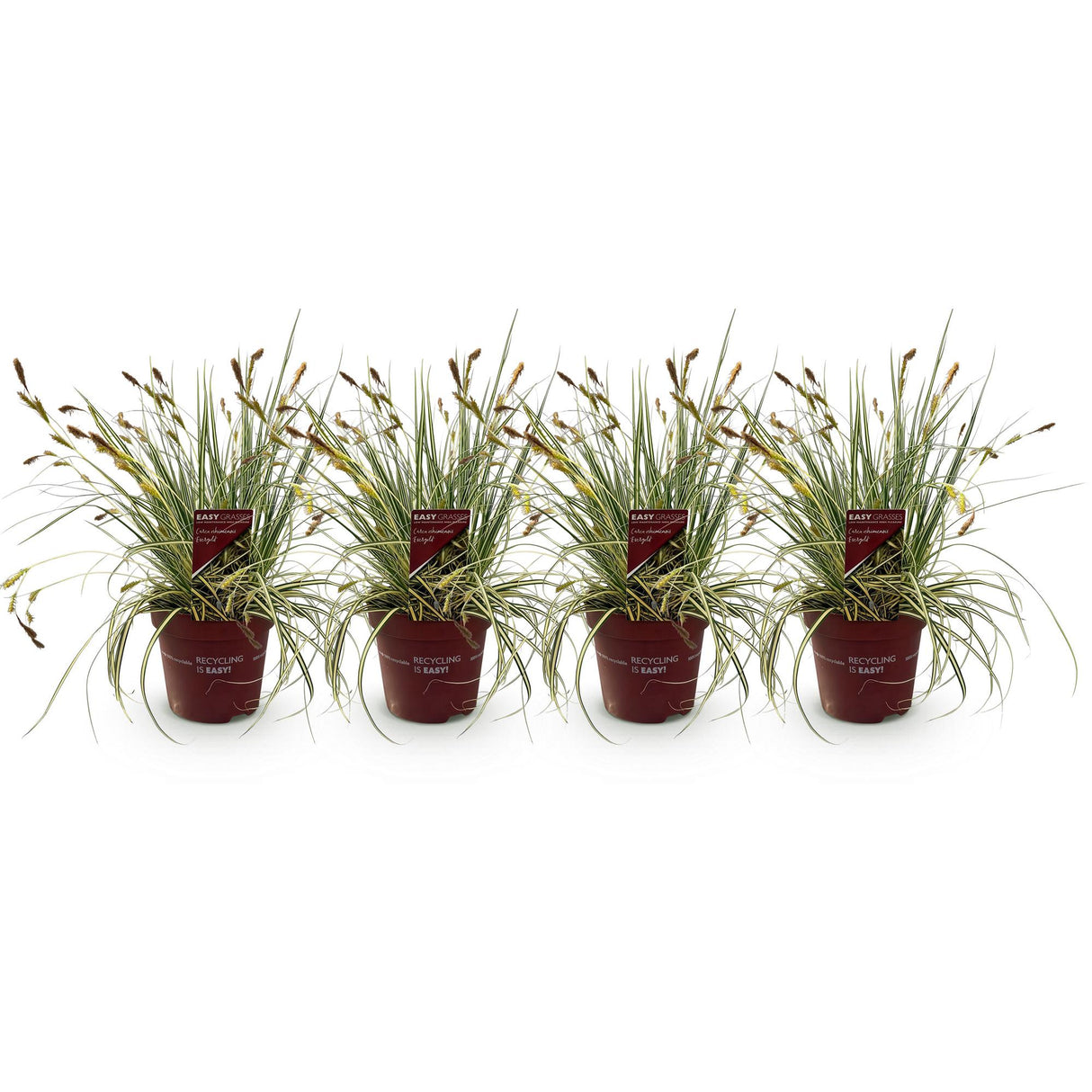 Graminées ornementales - Carex oshimensis Evergold - Jaune & Vert - 4 Plantes - Persistant - Peu d'entretien - Pot 17cm Hauteur 50cm