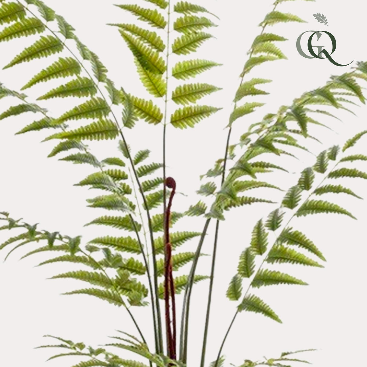 Plante artificielle - Rumohra Adiantiformis - Fougère cuir - 180 cm