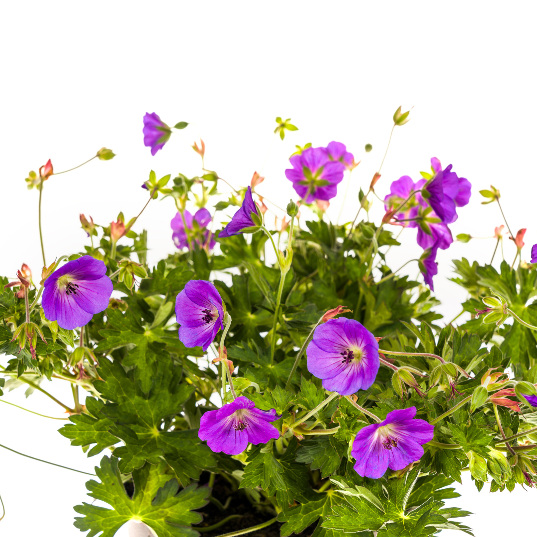 Géranium Rozanne Violet Ø19cm - ↕20cm - Ø30cm