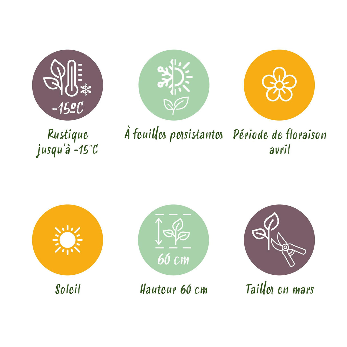 Green boutiQ - Siergrassen - Festuca glauca Intense Blue - Blauw - 2 Planten - Bladhoudend - Weinig Onderhoud - Pot 17cm Hoogte 50cm