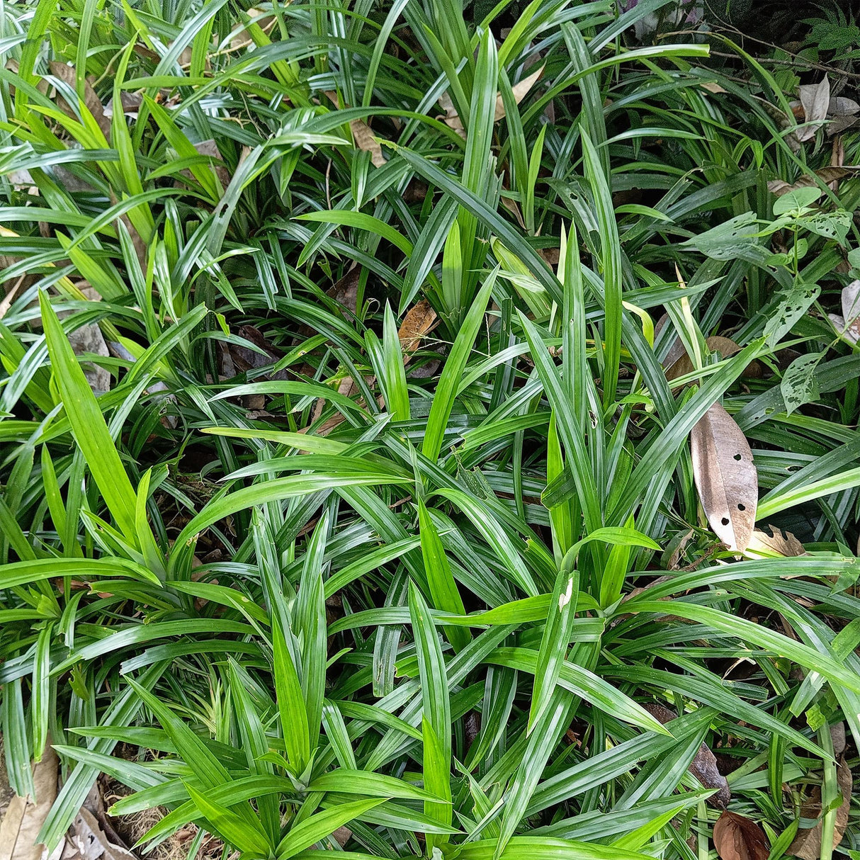 Siergrassen - Carex morrowii Irish Green - Groen & Geel - 2 Planten - Bladhoudend - Weinig Onderhoud - Pot 17cm Hoogte 50cm
