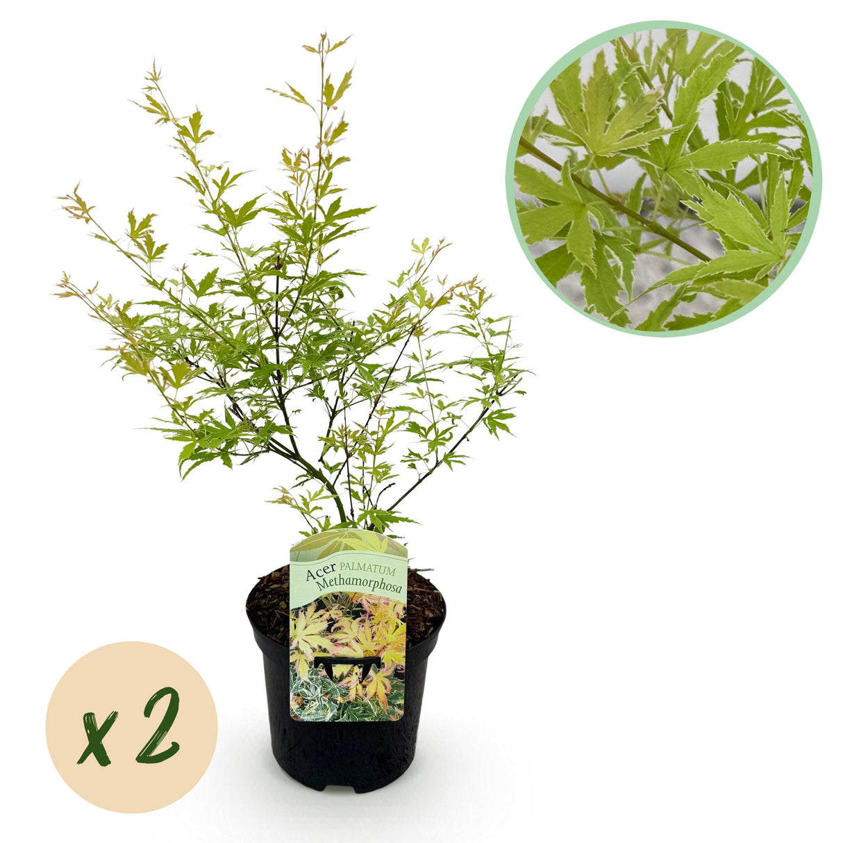 Green boutiQ - Terrasplant - Japanse Esdoorn - Acer palmatum Methamorphosa - Groen - 2 Planten - Bladverliezend - Pot 19cm Hoogte 70cm