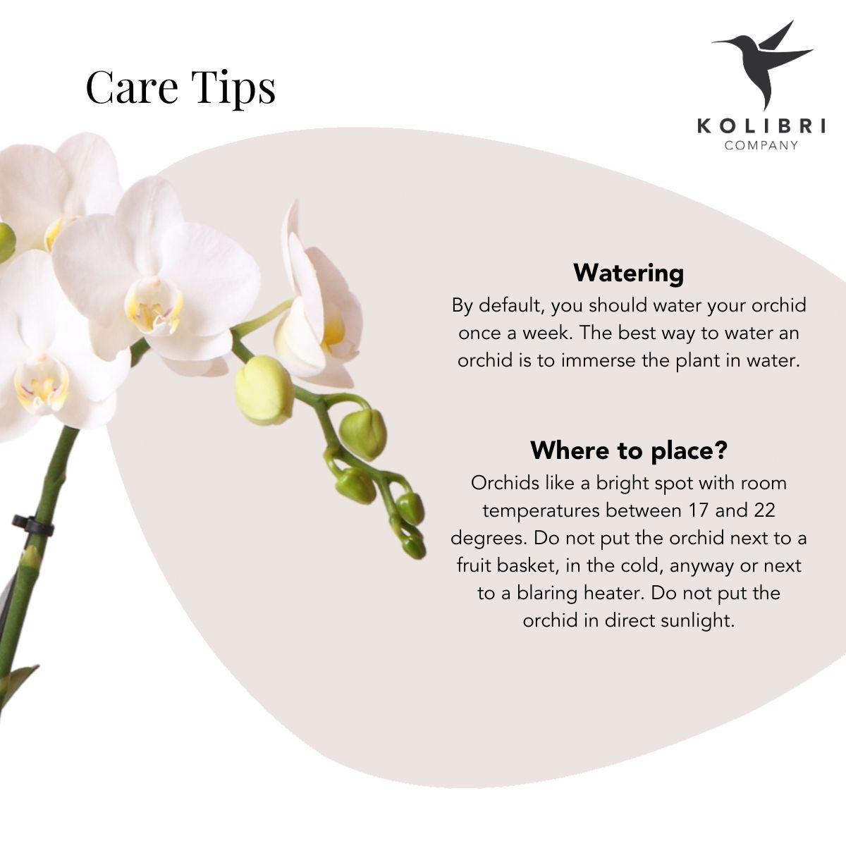 Kolibri Orchids | witte Phalaenopsis orchidee - Amabilis + Lush pot - potmaat Ø9cm - 35cm hoog | bloeiende kamerplant - vers van de kweker