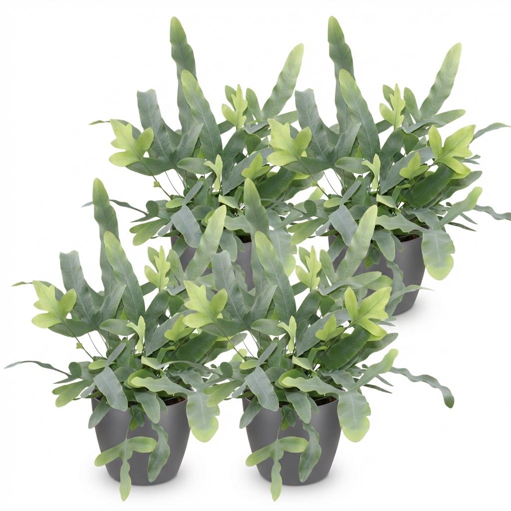 Phlebodium aureum Blue Star - Blauwe Varen - Huisdiervriendelijke Plant - Blauw - 4 Planten - met Potter Grijs - Pot 12cm - Hoogte 25cm