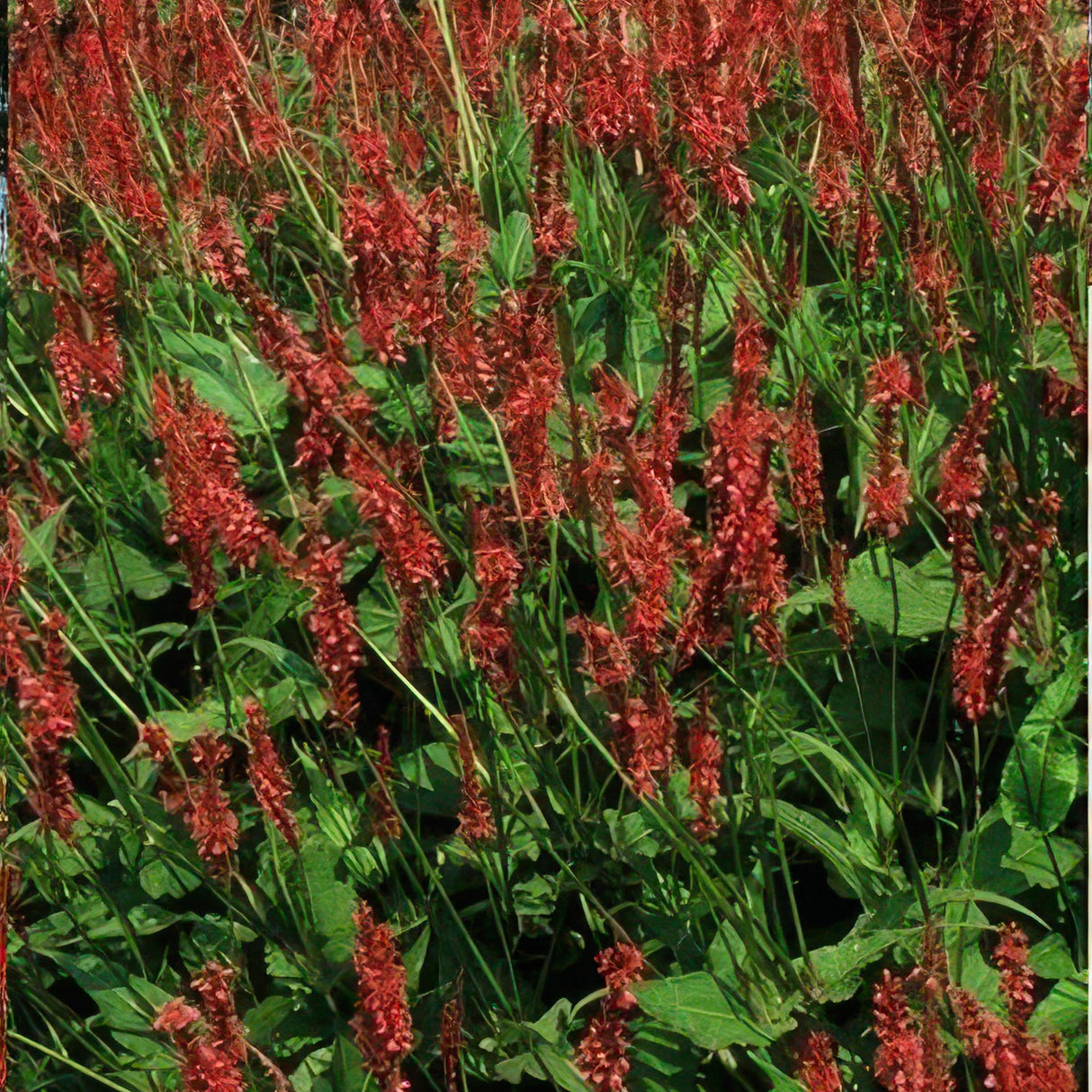 6x Persicaria amplexicaulis - ↕10-25cm - Ø9cm