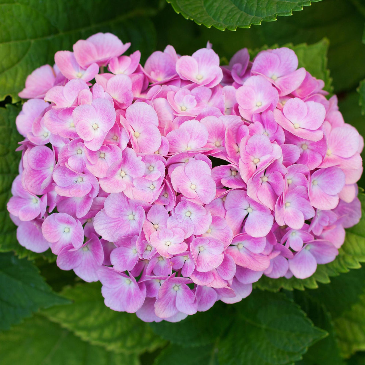 Hortensia / Hydrangea macrophylla Pink - Bloem Roze - 1 Plant - Bladverliezend - Weinig Onderhoud - Pot 17cm Hoogte 30cm