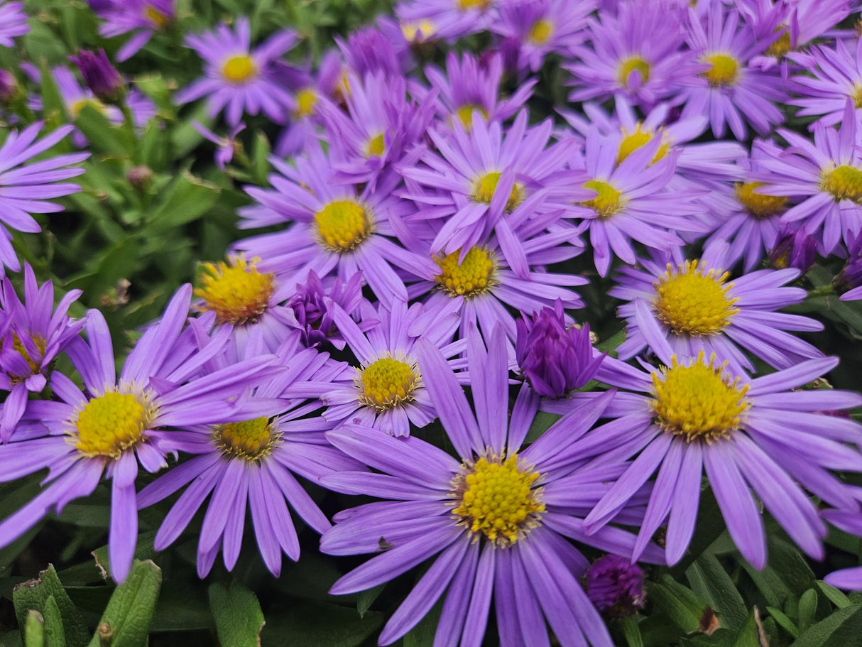 24x Aster (D) 'Prof. Anton Kippenberg' - ↕10-25cm - Ø9cm