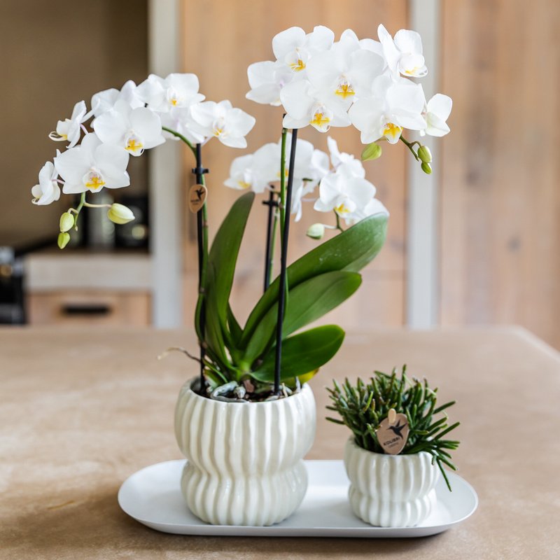 Kolibri Orchids | Gift Set Horizon Wit - Witte Phalaenopsis Orchidee Blossom Zurich & Succulent