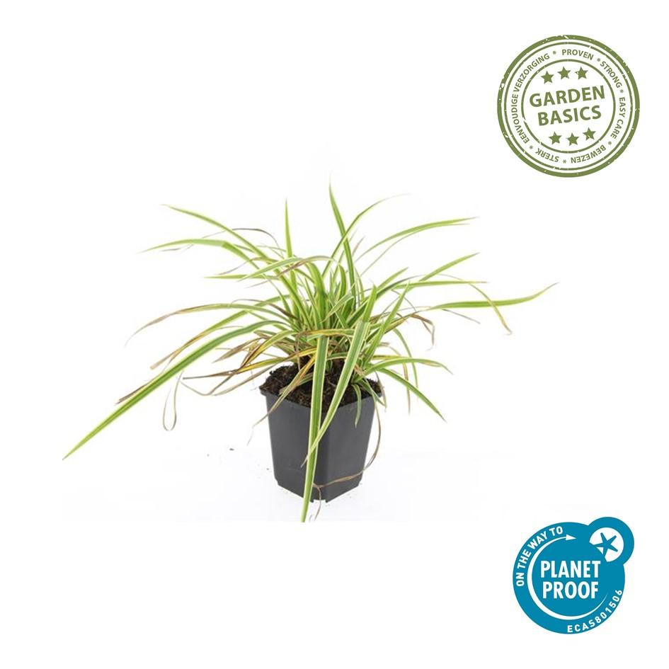 48x Carex morrowii 'Aureovariegata' - ↕10-25cm - Ø9cm