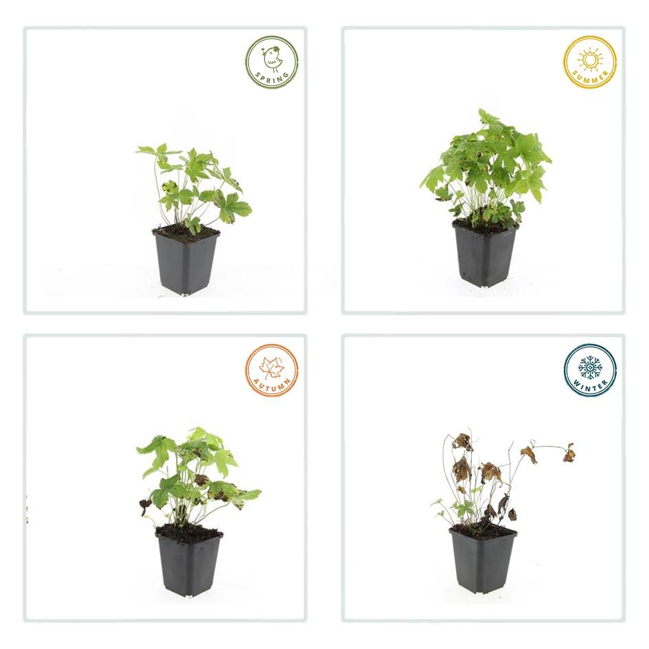 24x Geranium nodosum - ↕10-25cm - Ø9cm