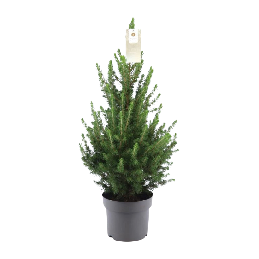 Kleine Kerstboom - 70 cm - Picea Glauca Conica