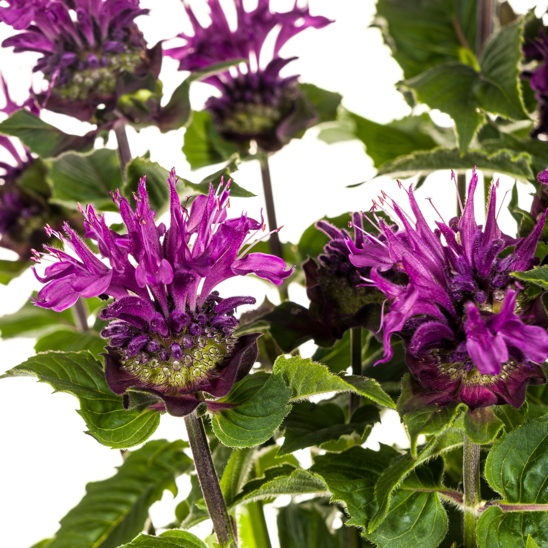 Monarde Didyma Pourpre Ø19cm - ↕45 - 60cm