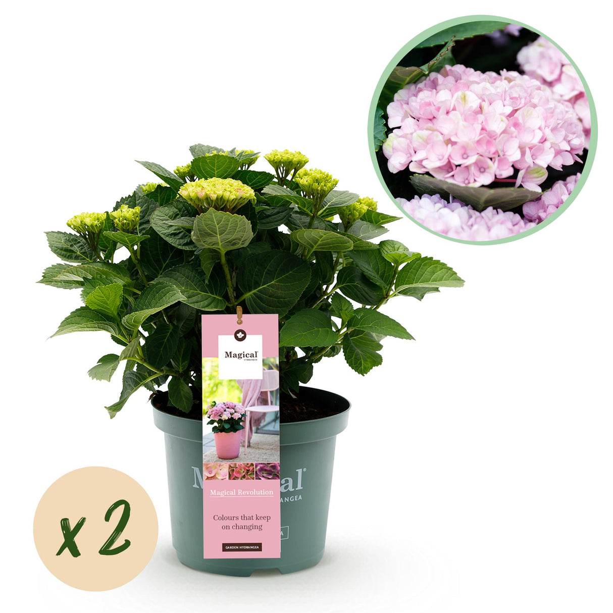 Hortensia - Hydrangea Magical Revolution Pink - Pink - 6-10 Bloemen - 2 Planten - Pot 23cm Hoogte 55cm