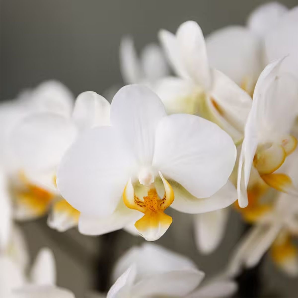 Kolibri Orchids | Witte Phalaenopsis Orchidee - Blossom Lausanne in Allure Shiny Sierpot Goud met Giftbox - Ø9 cm