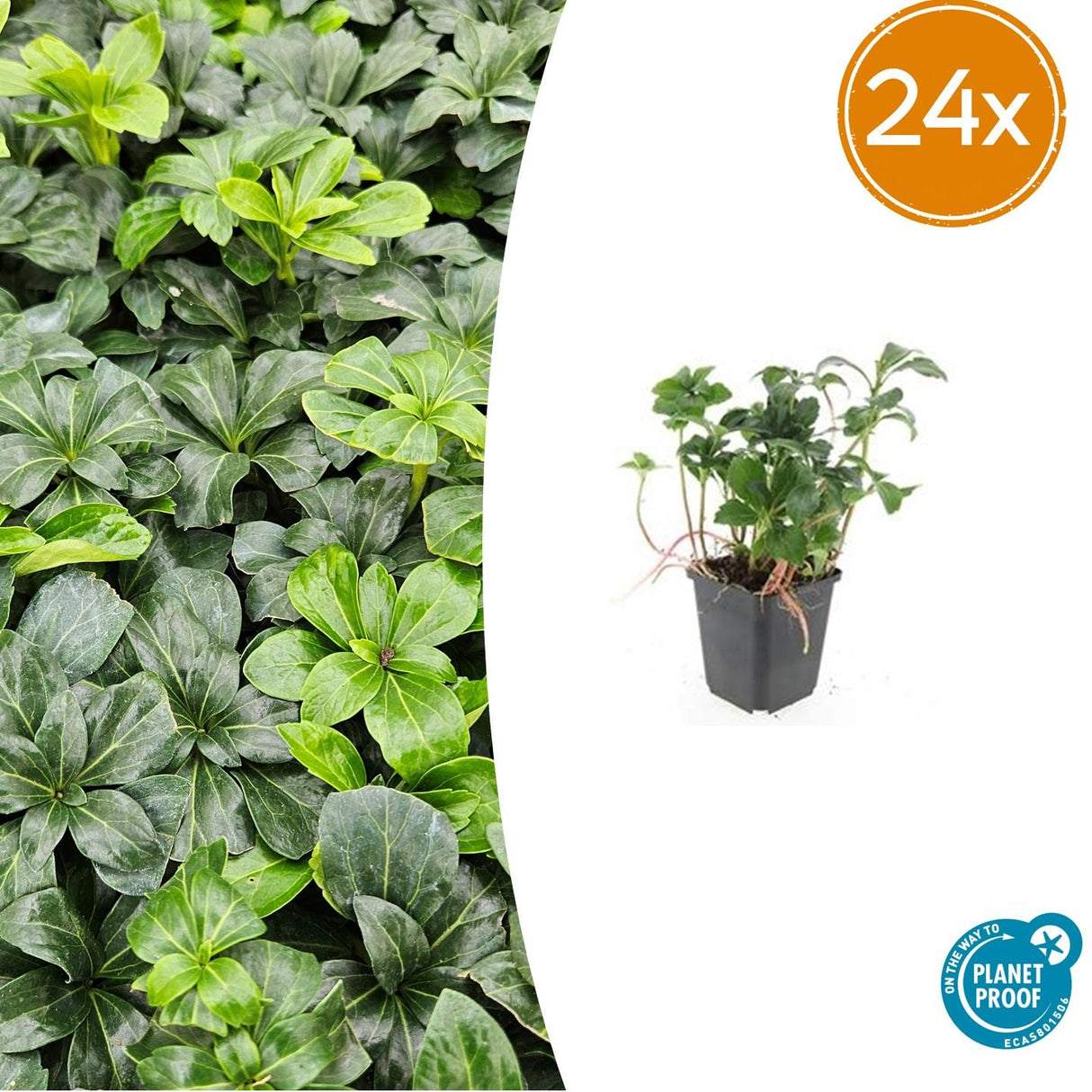 24x Pachysandra term. 'Green Sheen' - ↕10-25cm - Ø9cm