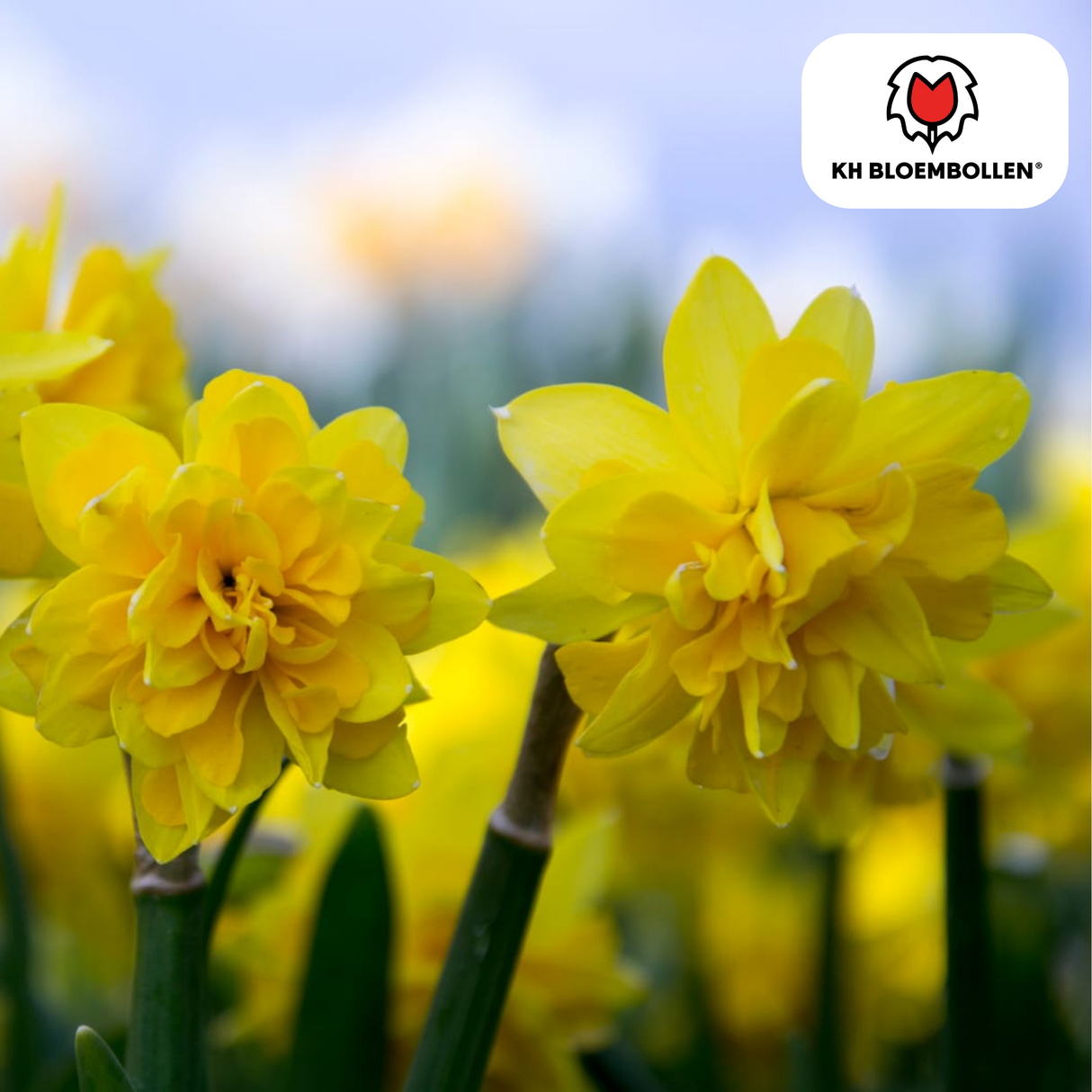 Narcis Tête de Luxe 25 stuks