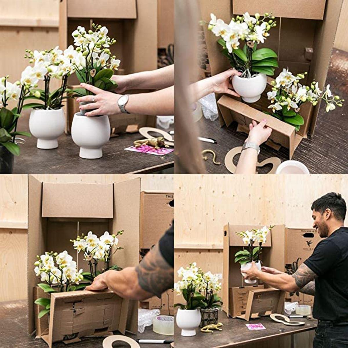 Kolibri Orchids | Witte phalaenopsis Ghent orchidee in Groove sierpot zilver - potmaat Ø12cm | bloeiende kamerplant in bloempot - vers van de kweker