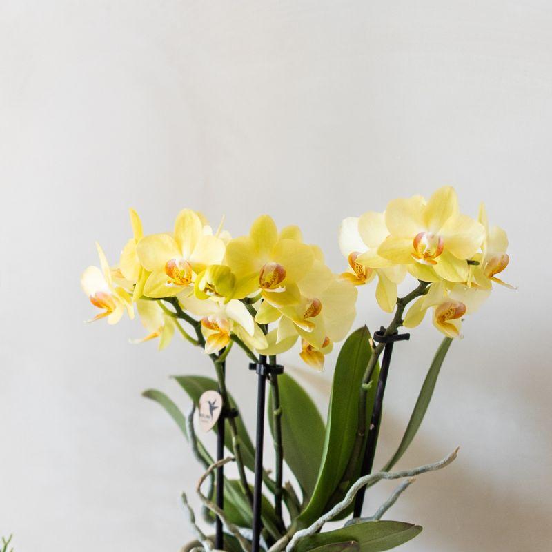Kolibri Orchids | gele Phalaenopsis orchidee - Albenga + Painted Stripe pot yellow - potmaat Ø9cm | bloeiende kamerplant - vers van de kweker