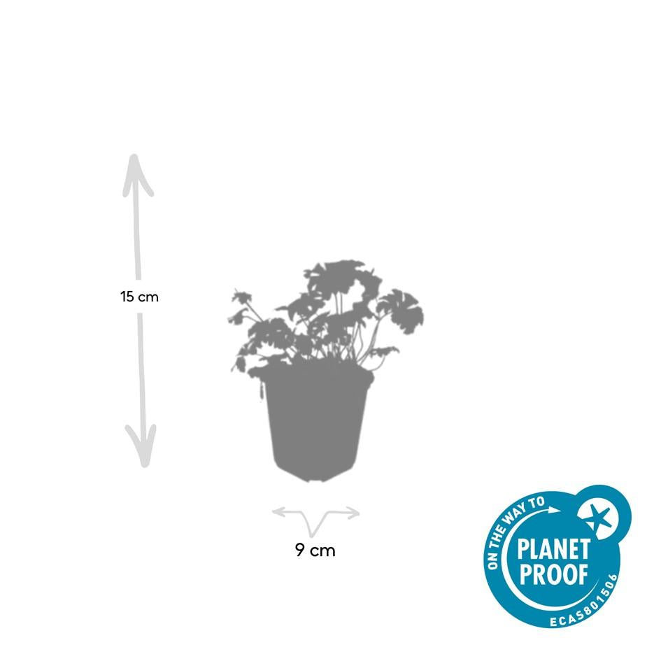 48x Geranium sang. 'Album' - ↕10-25cm - Ø9cm