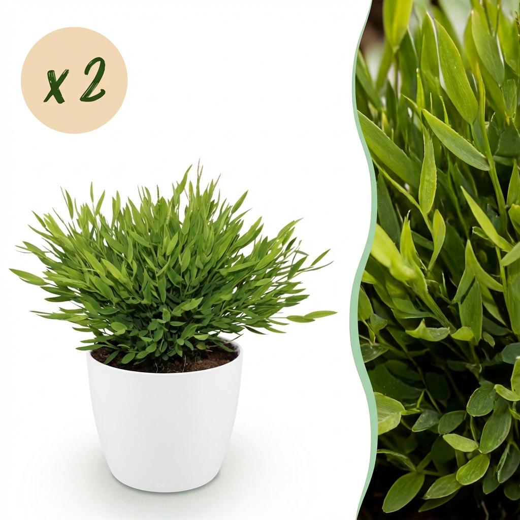 Bamusa Pogonatherum Monica - Bamboegras - Huisdiervriendelijke Plant - Groen - 2 Planten - met Potter Wit - Pot 12cm - Hoogte 20cm