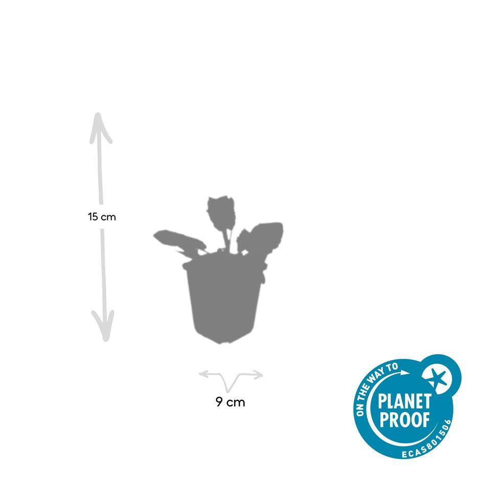24x Salvia nem. 'Mainacht' - ↕10-25cm - Ø9cm