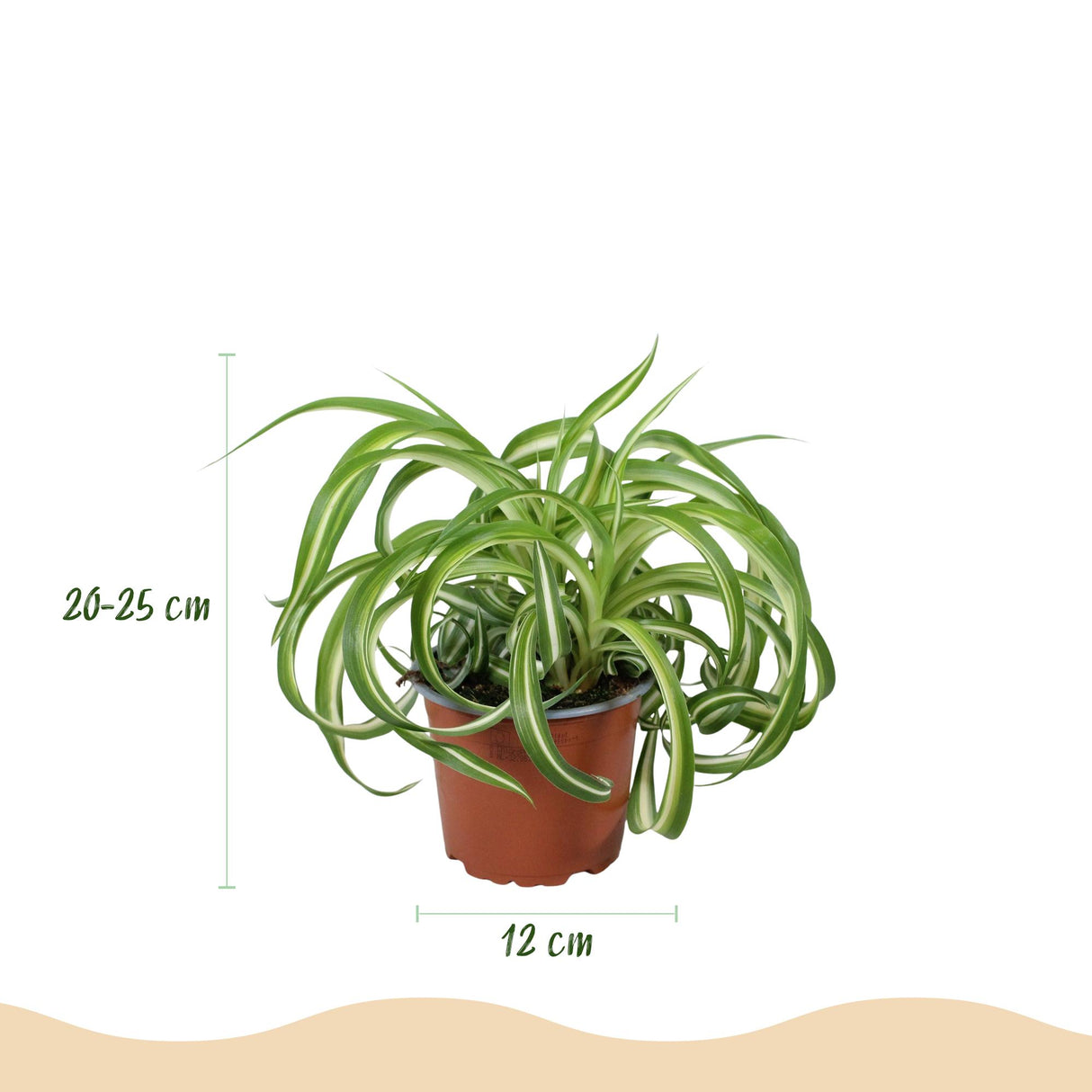 Chlorophytum comosum Bonnie - Krullende Graslelie - Huisdiervriendelijke Plant - Groen - 1 Plant - met Potter Wit - Pot 12cm - Hoogte 20cm