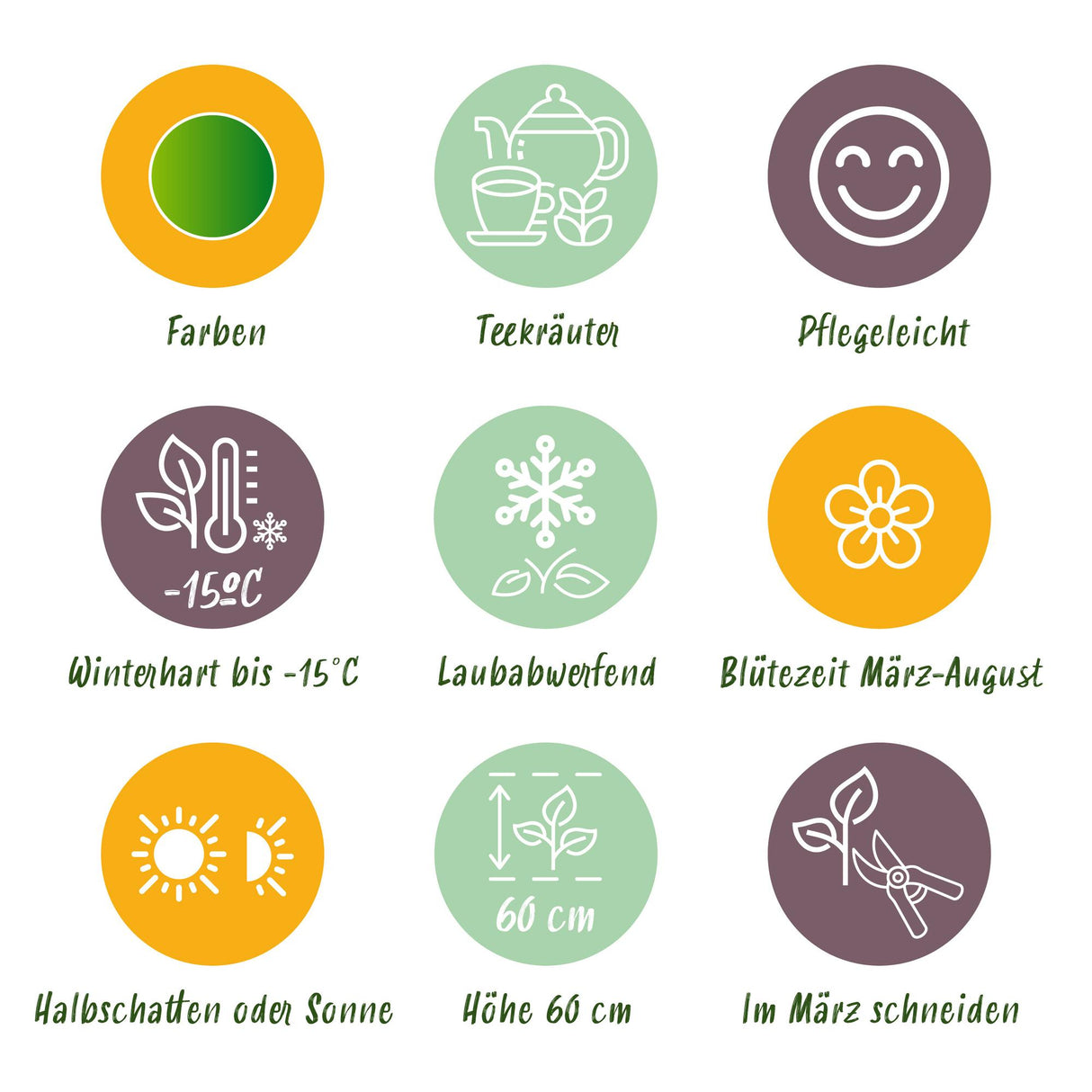 Borderpakket - Thee kruiden - 8 Vaste planten - 1 m2 - Diversen kleuren - Weinig Onderhoud - Pot 11cm