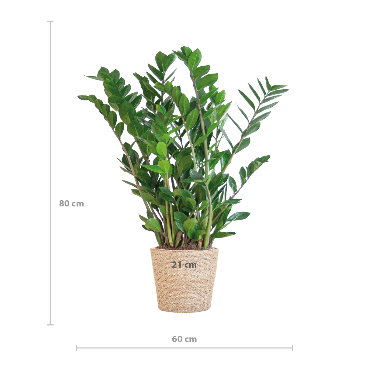 Zamioculcas Zamiifolia met Sofia mand naturel - 80cm - Ø21