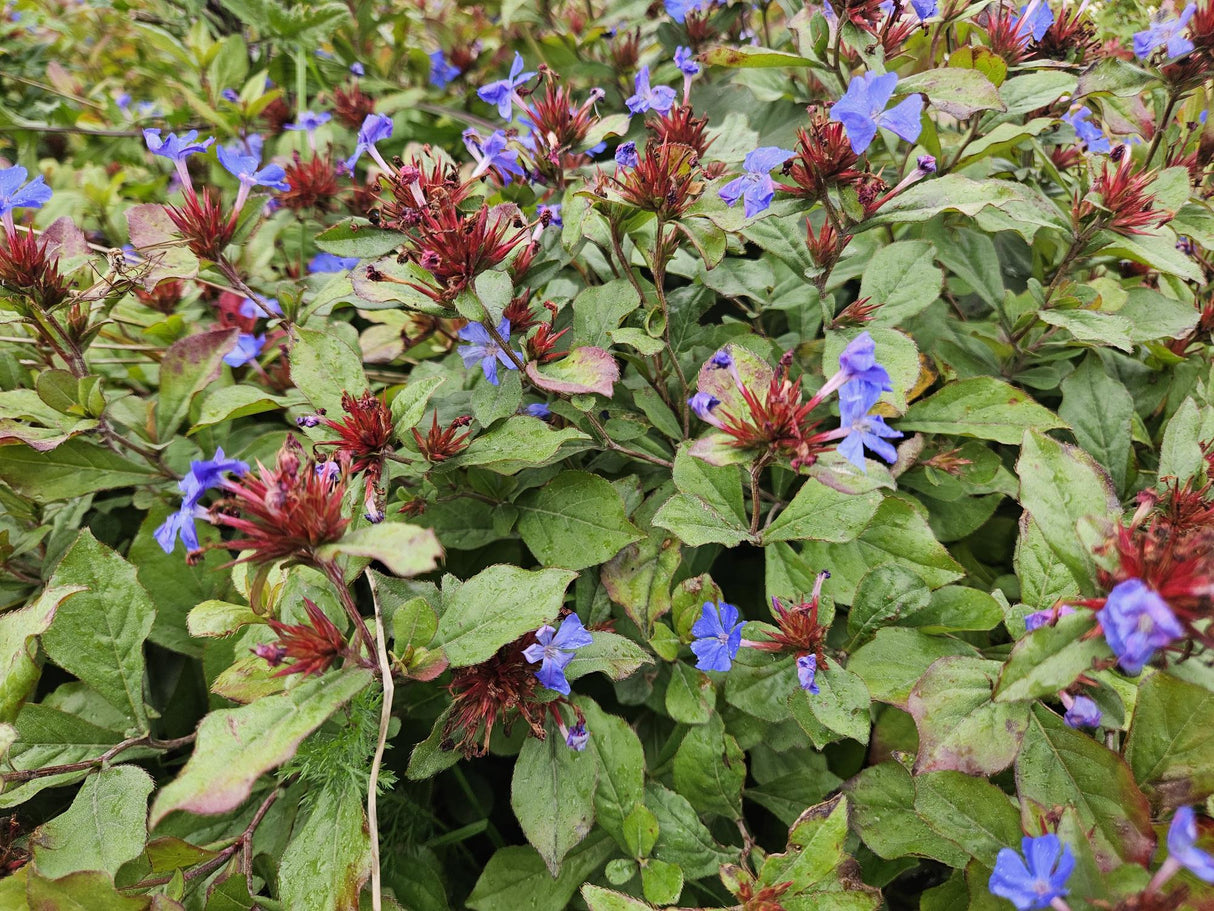 24x Ceratostigma plumbaginoides - ↕10-25cm - Ø9cm