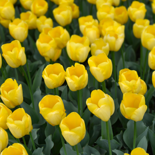 Bulbes de tulipes Strong Gold – 20 pièces | KH Bloembollen® | Tulipe jaune – Éclatante & Puissante – Pour jardin ou pot – Taille 11/12 – Frais du producteur