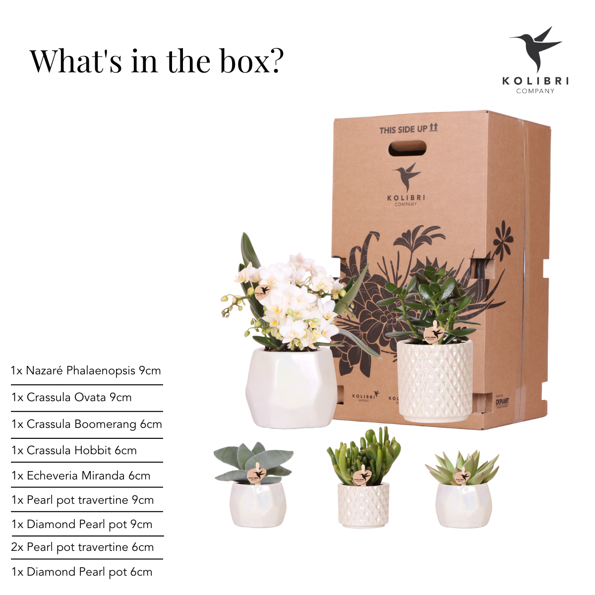 Kolibri Company | Set planten + sierpotten voor tafelaankleding diner - potmaat Ø9cm & Ø6cm | bloeiende kamerplanten - vers van de kweker