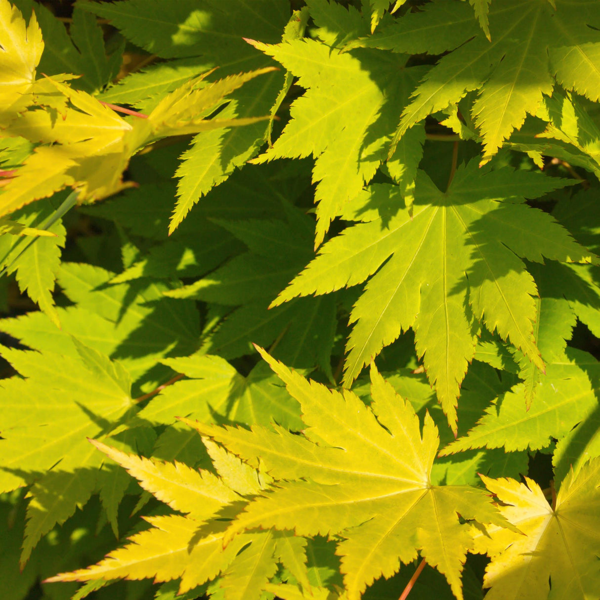 Green boutiQ - Terrasplant - Japanse Esdoorn - Acer palmatum Jordan - Geel - 2 Planten - Bladverliezend - Pot 19cm Hoogte 70cm