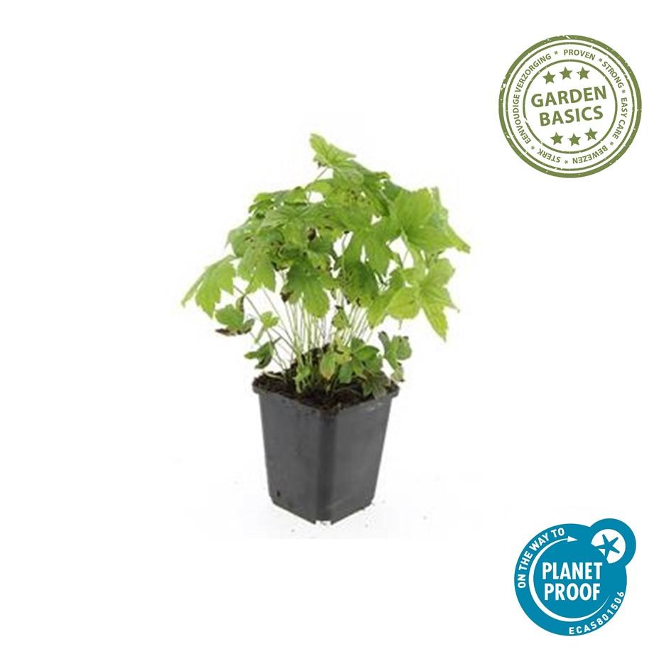 24x Geranium nodosum - ↕10-25cm - Ø9cm