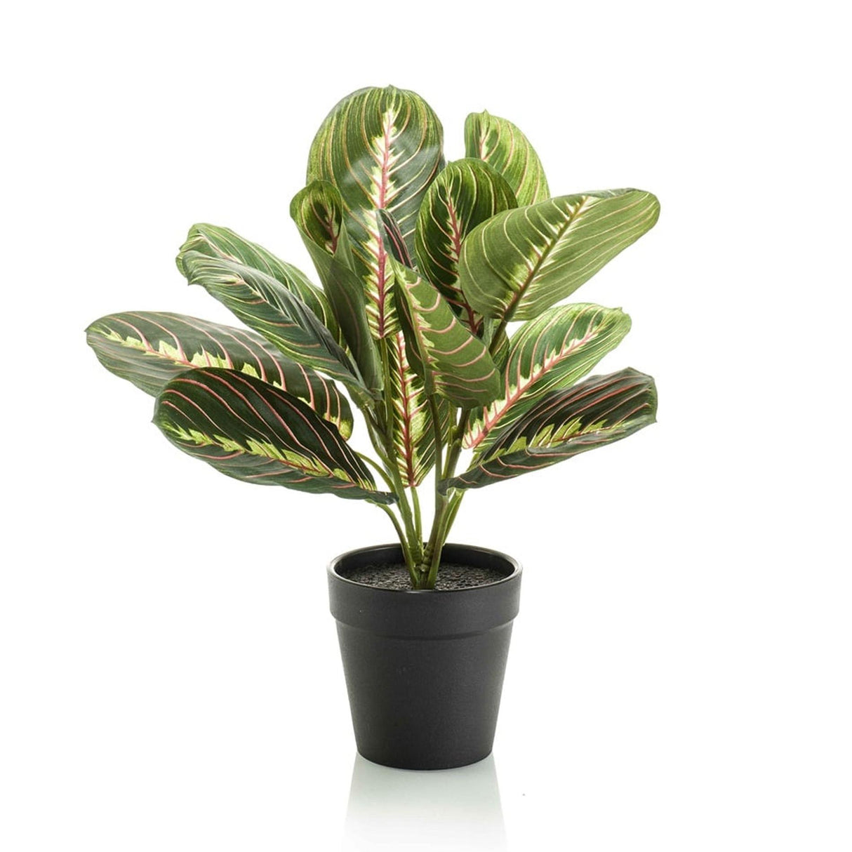 Maranta grün - 30cm - In schwarzem Topf - Künstliche Pflanze