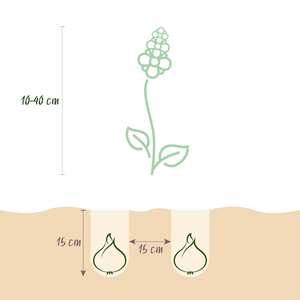 Green boutiQ - Bulbes de fleurs - Mélange Bulb Garden - Différentes variétés et couleurs - 125 pièces - Emballage cadeau